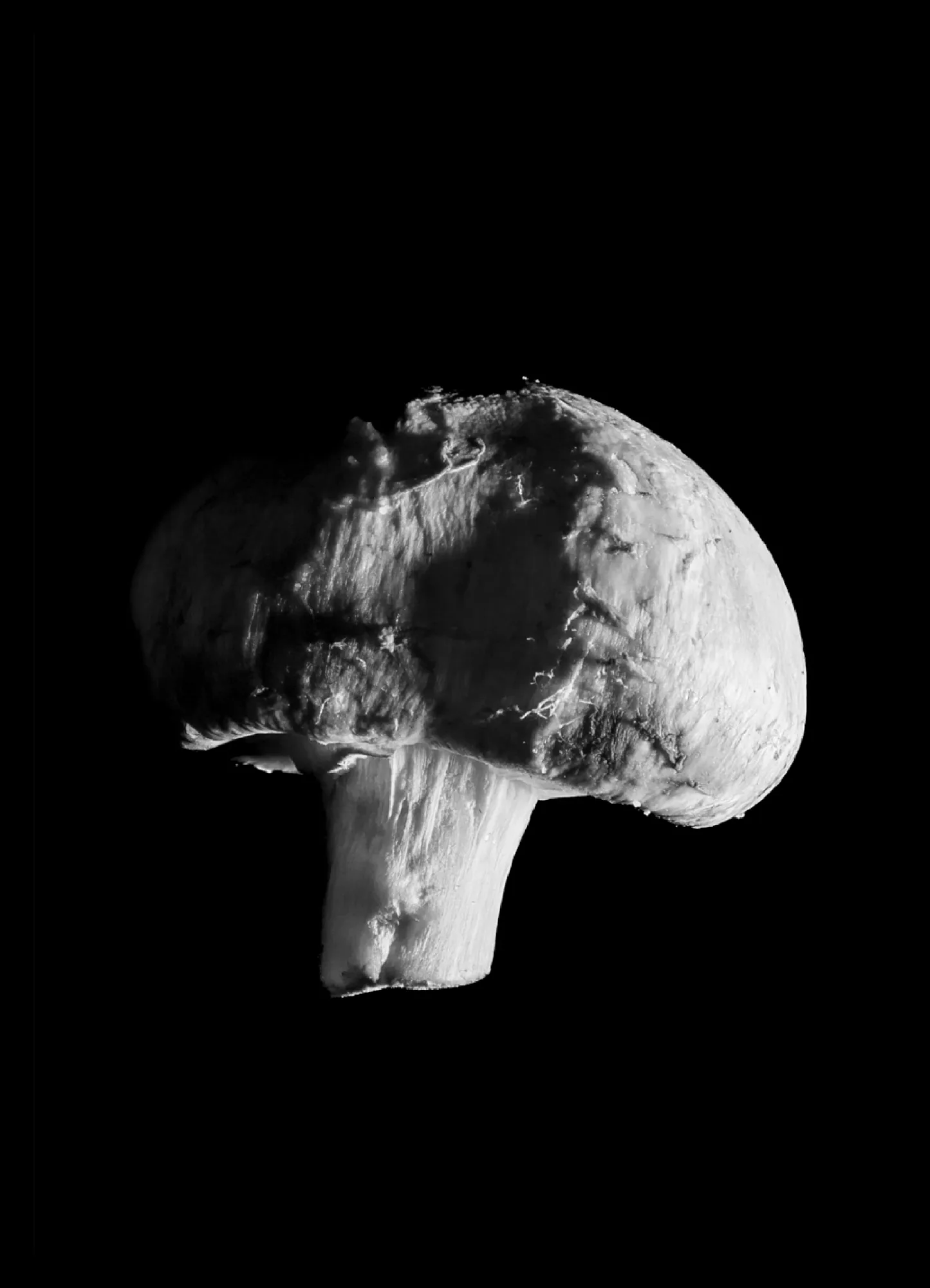 Danie dnia — zdjęcie 16 z 20, 2025, Studium / Dokument / Ekologia