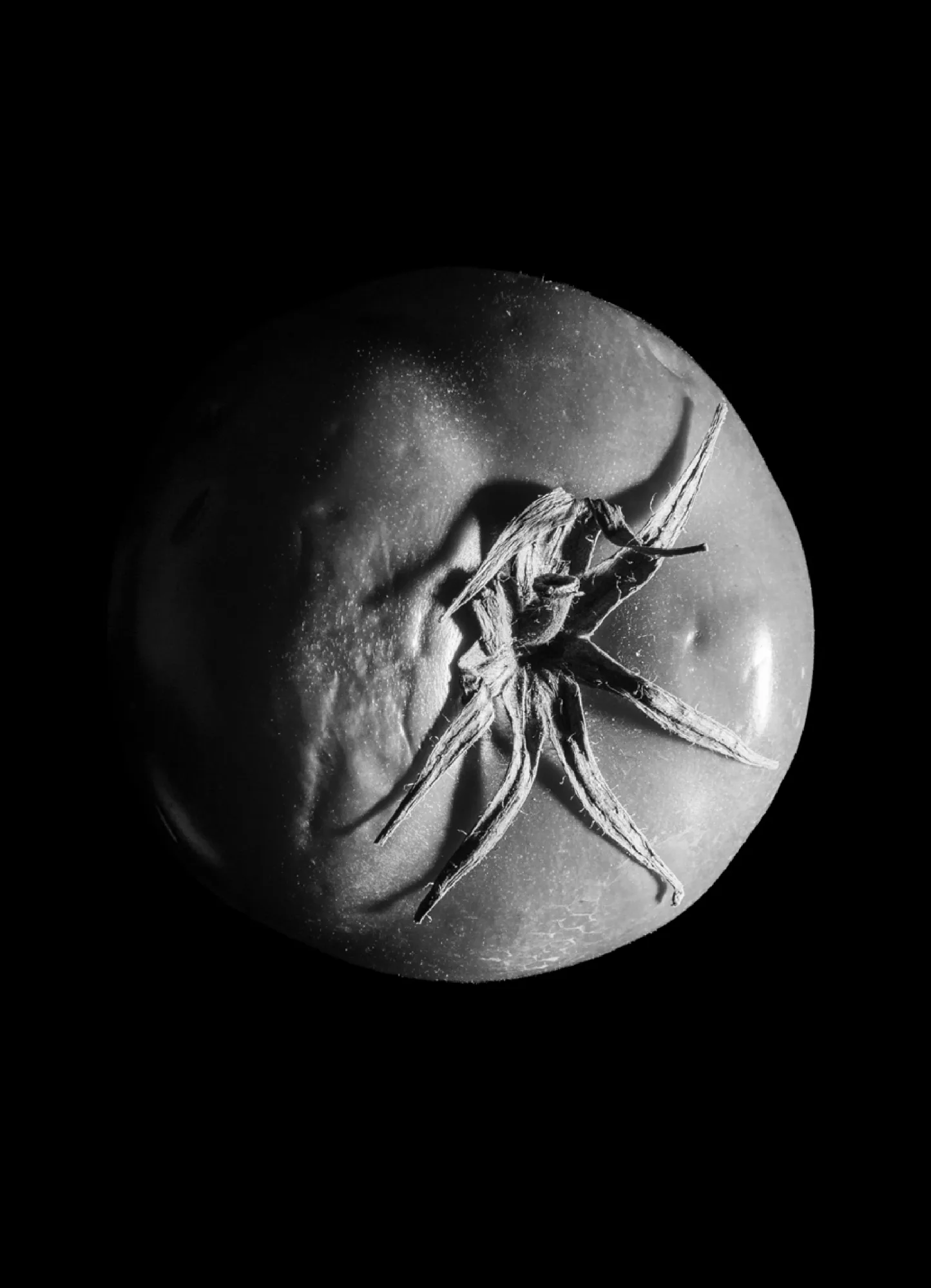 Danie dnia — zdjęcie 17 z 20, 2025, Studium / Dokument / Ekologia